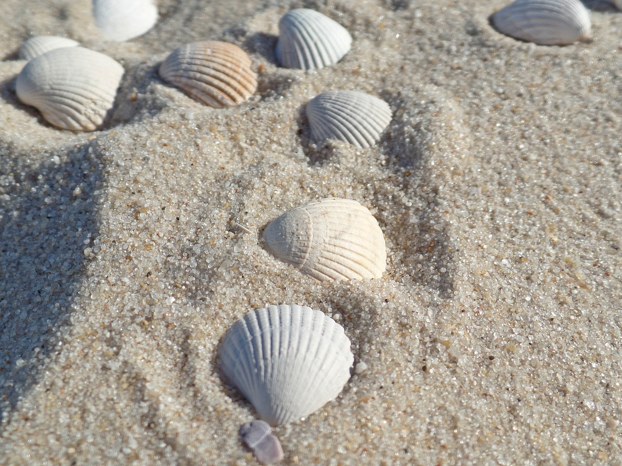 shell sylt beach free photo