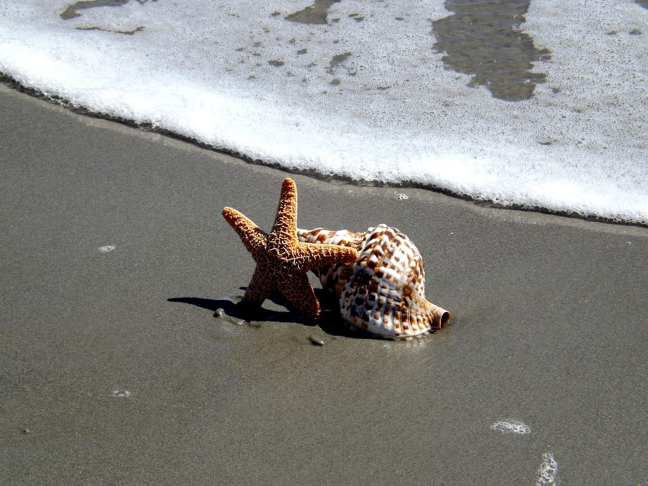 shell starfish beach free photo
