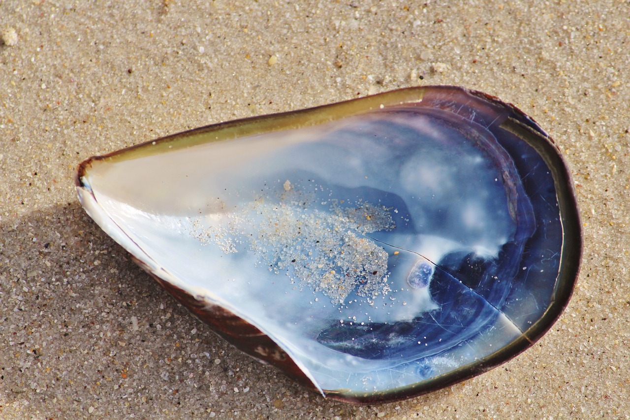 shell beach oyster free photo