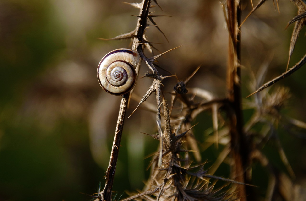 shell snail thistle free photo