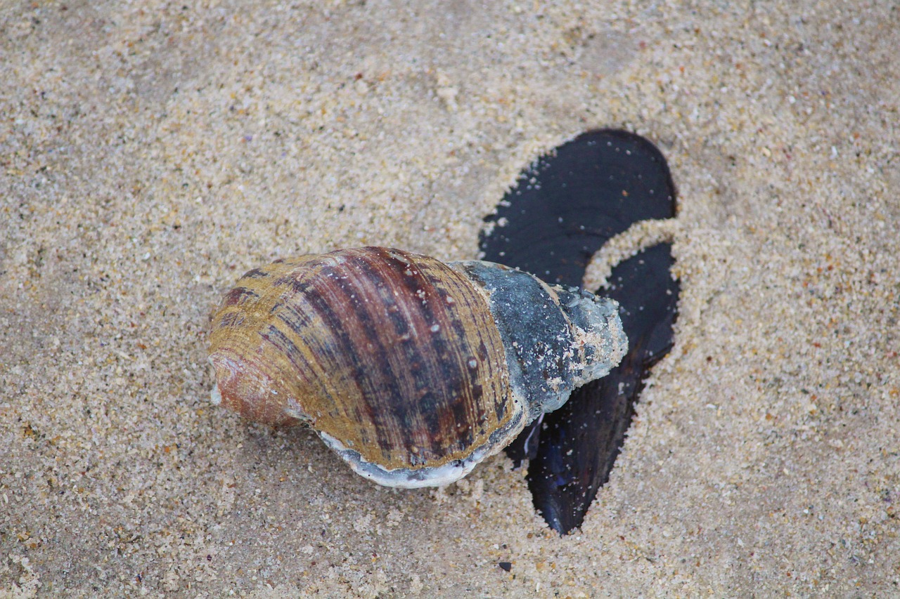 shell stone beach free photo