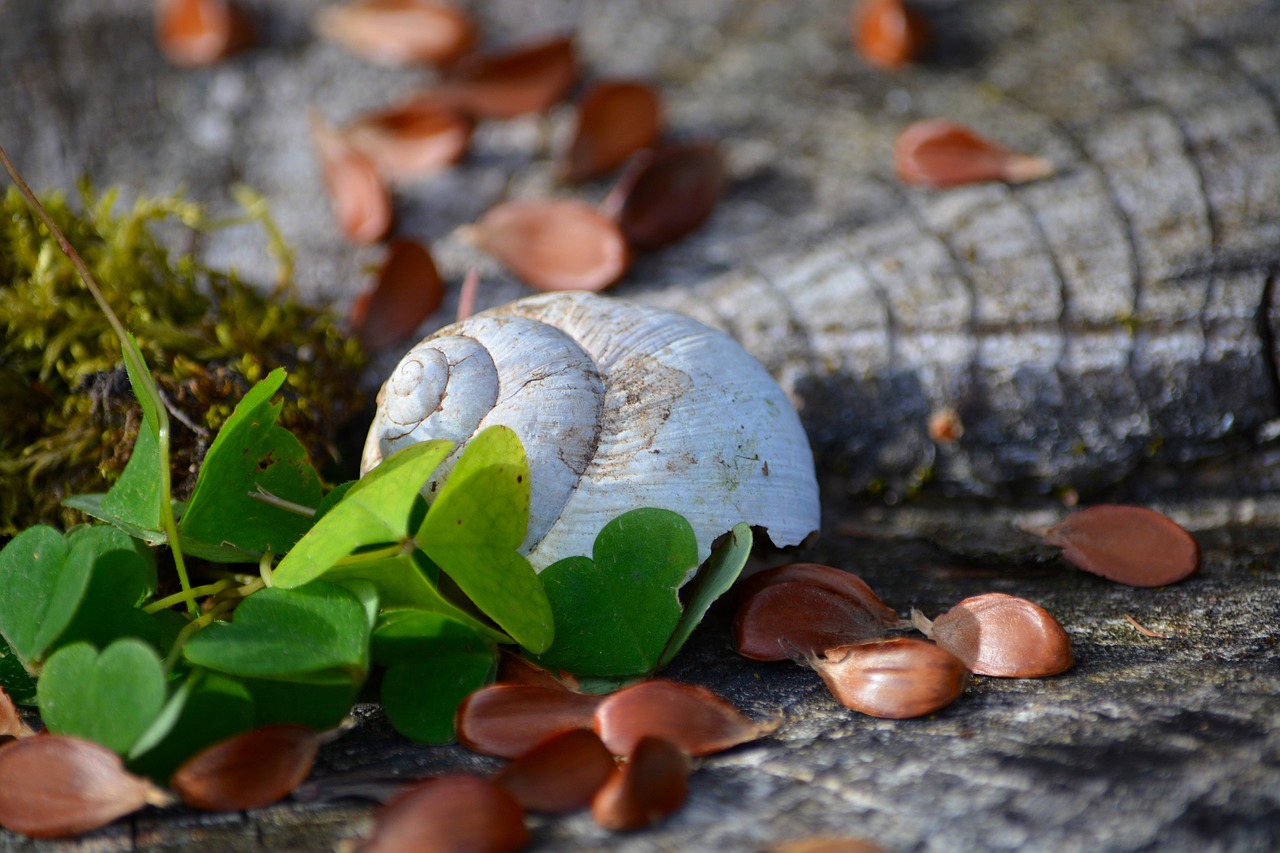 shell shamrocks wood free photo
