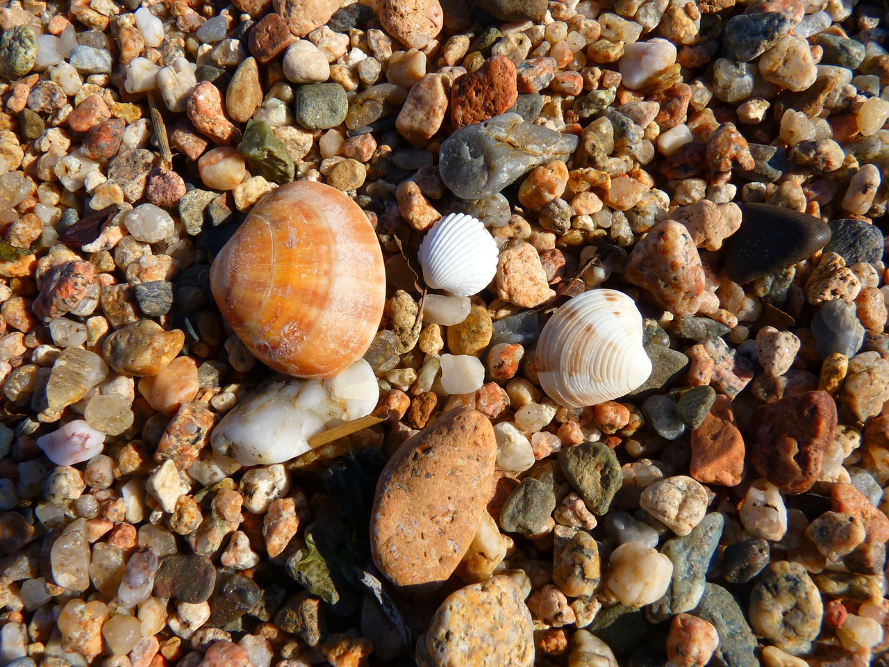 shell seashell beach free photo