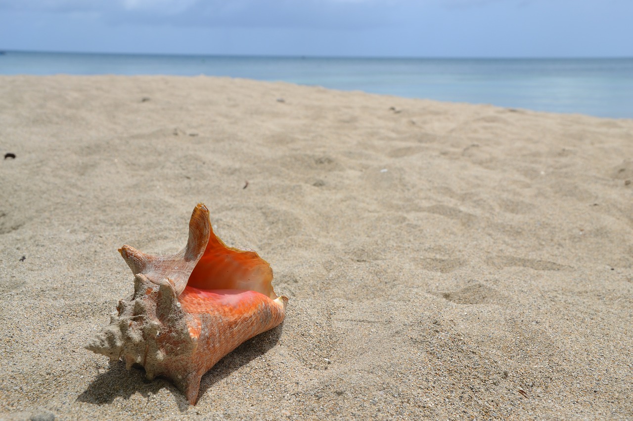 shell sand beach free photo