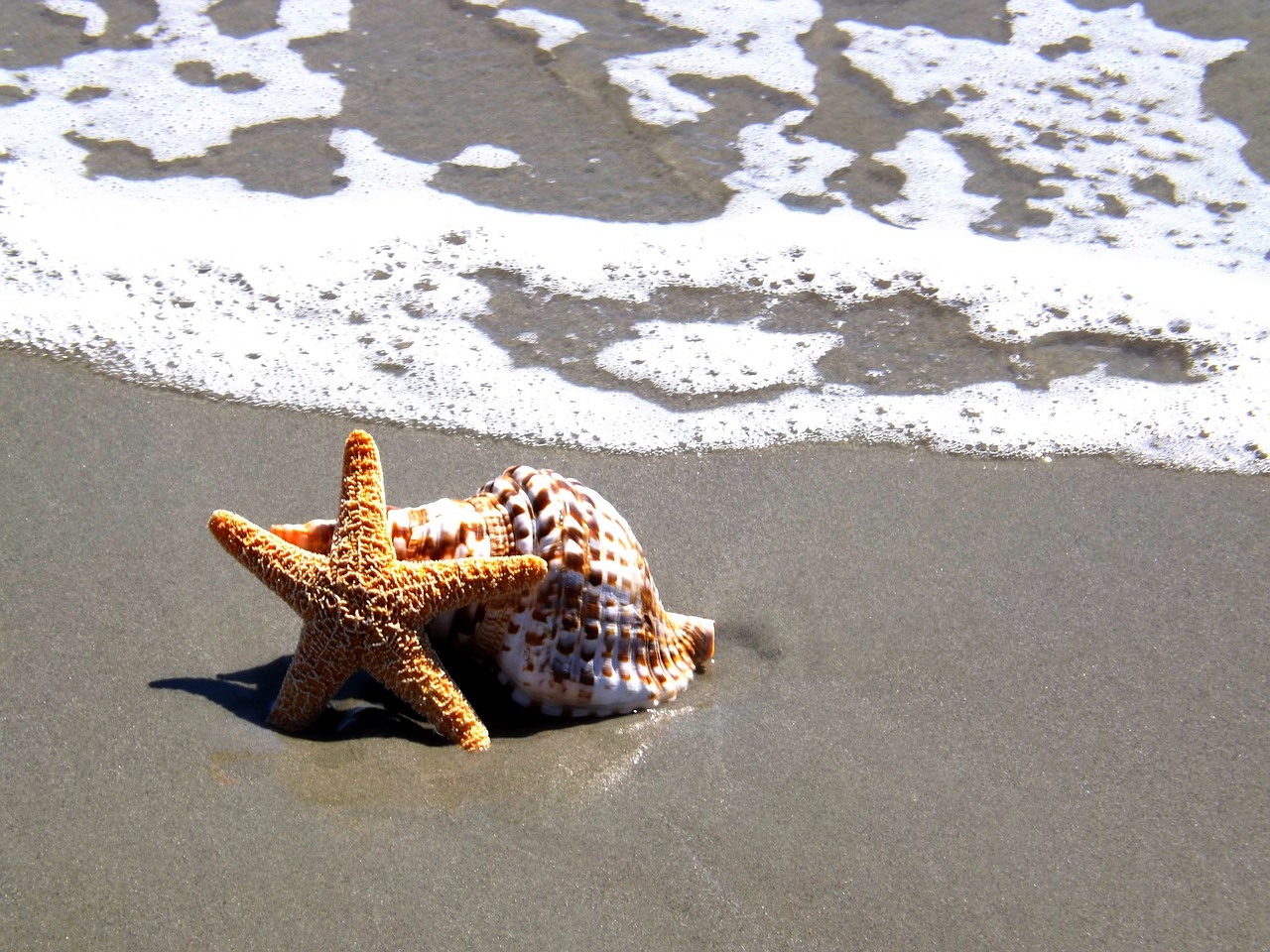 starfish shell beach free photo