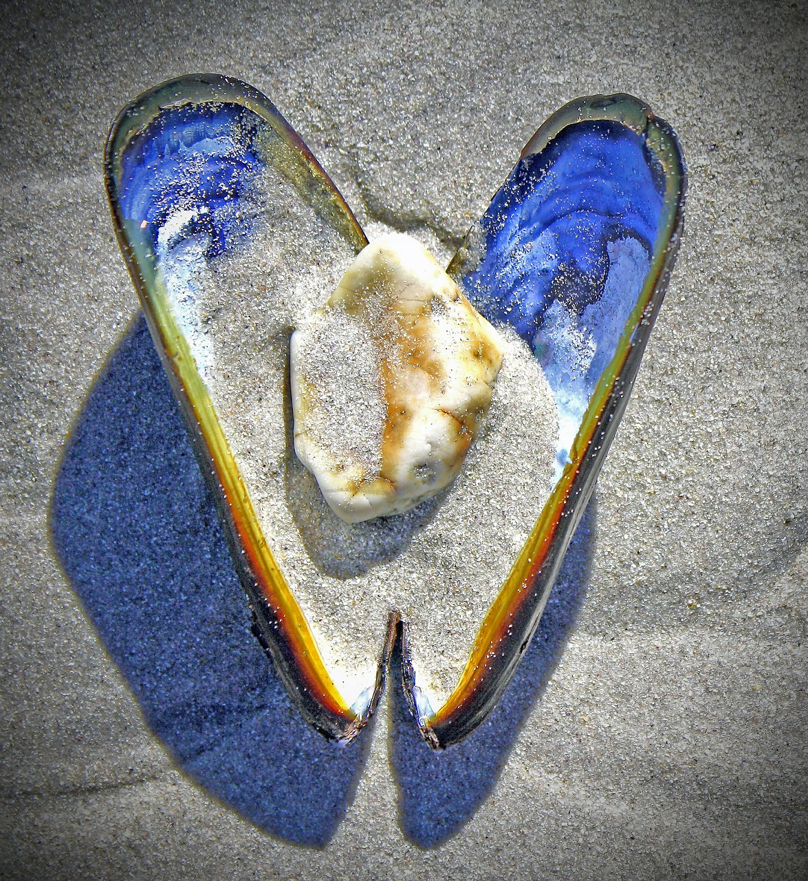 shell heart stone free photo