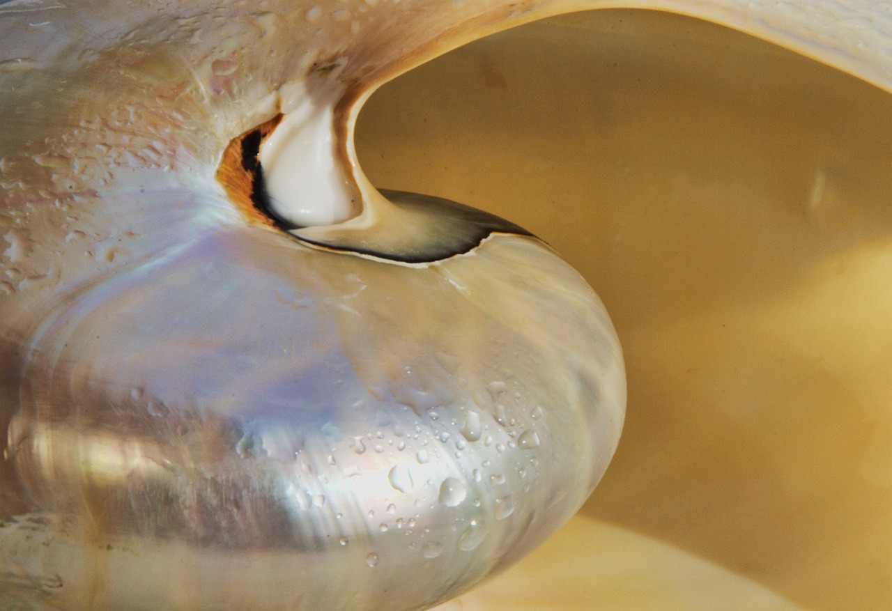 shell nautilus silver free photo