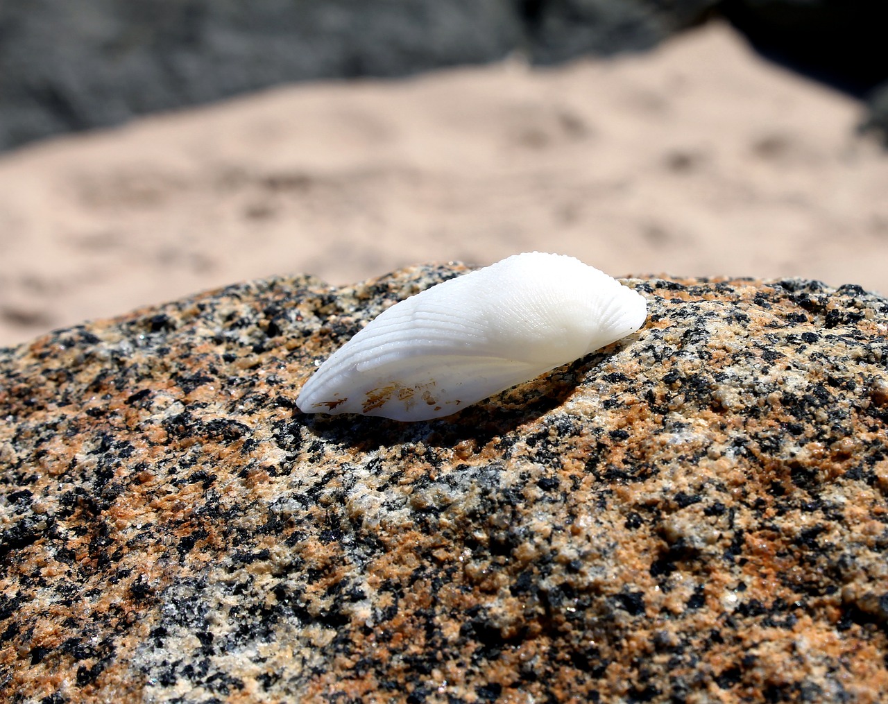 shell sea shell stone free photo