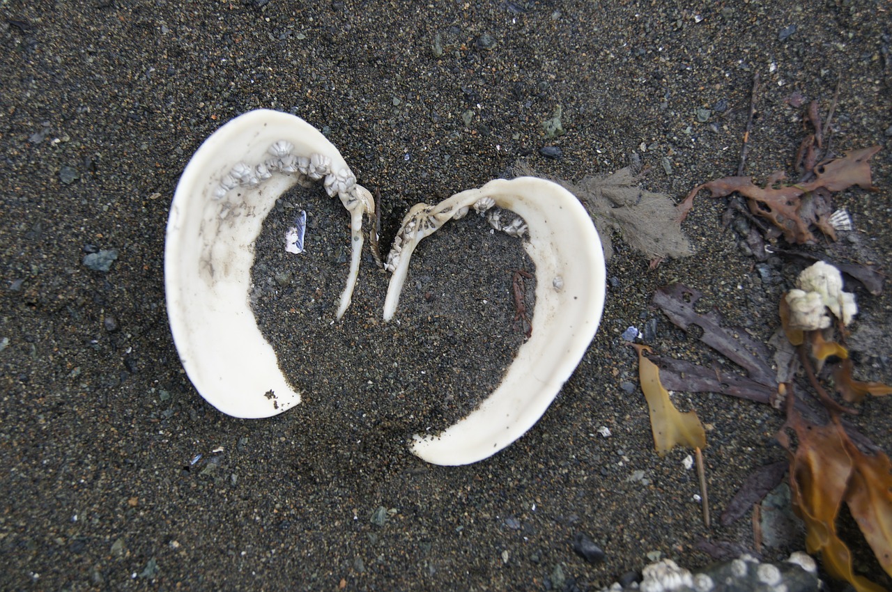 shell heart sand free photo