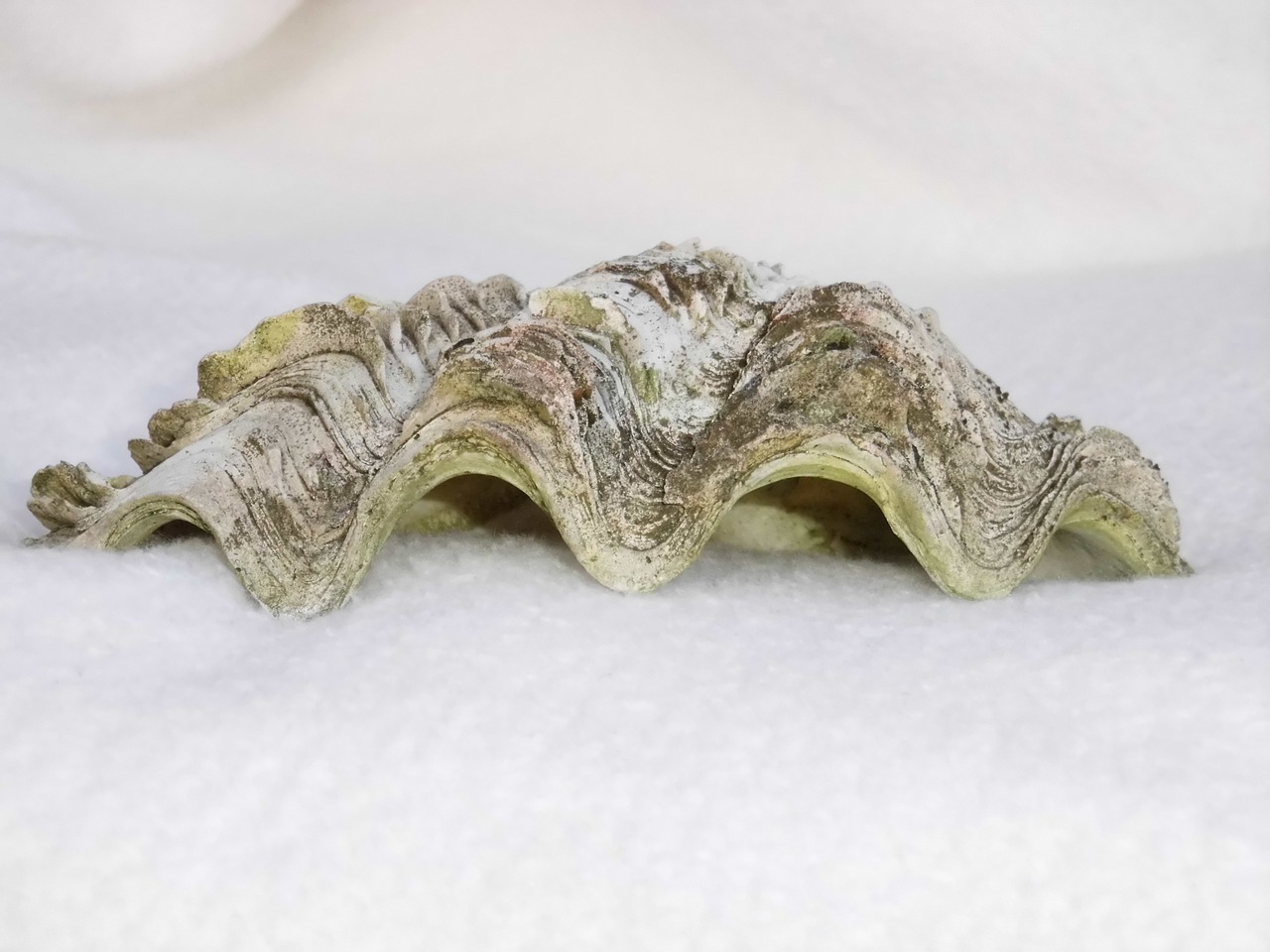 shell oyster seashell free photo