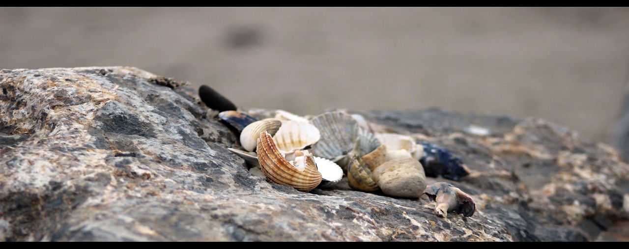 shell rock see free photo