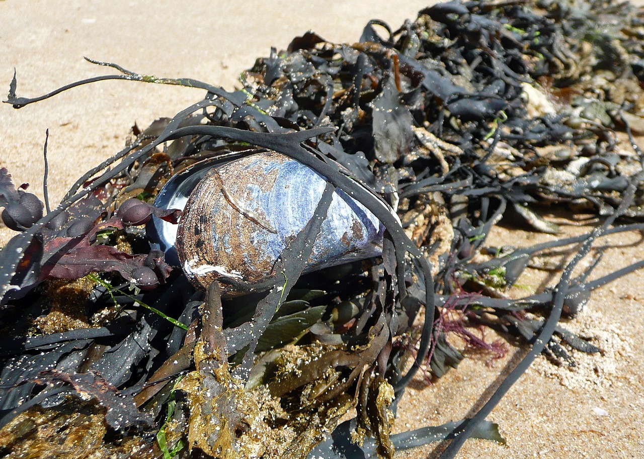 shell seaweed beach free photo