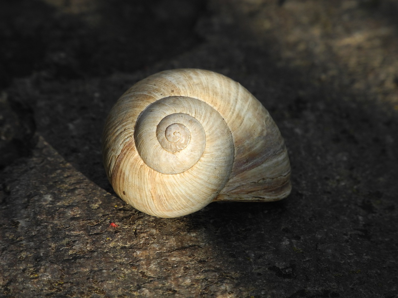 shell empty sunlight free photo