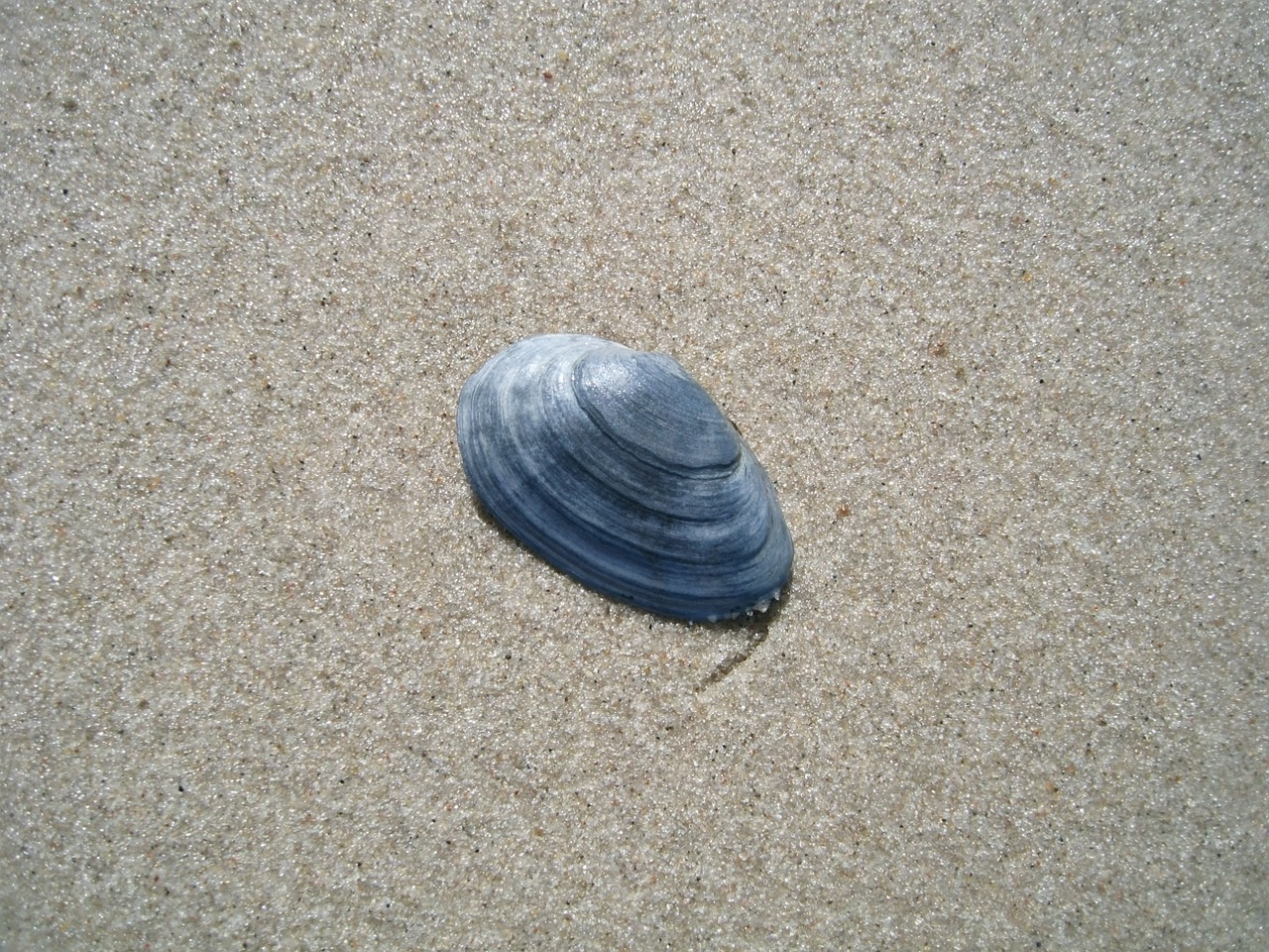 shell baltic sea sand beach free photo