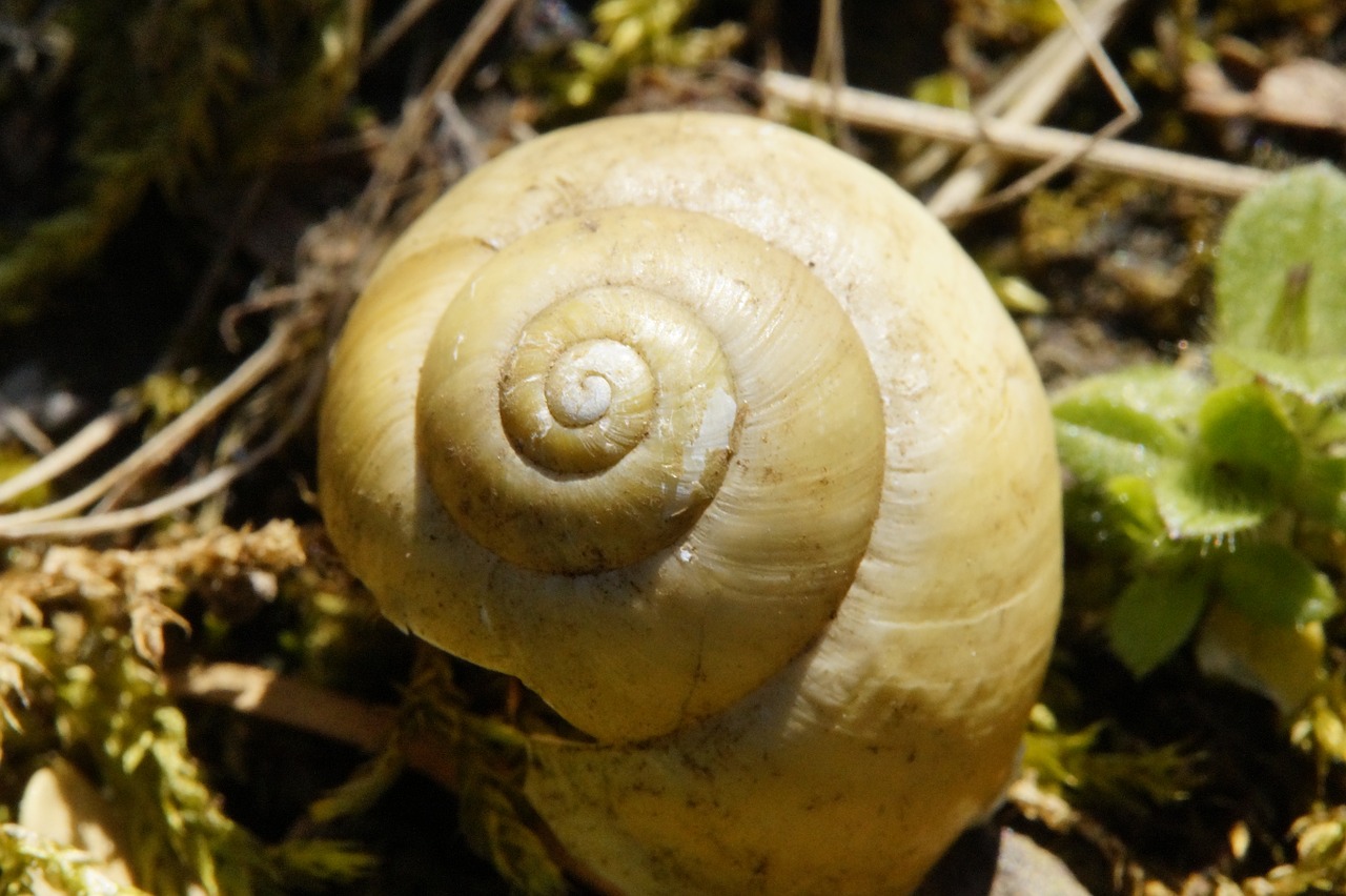shell close snail free photo