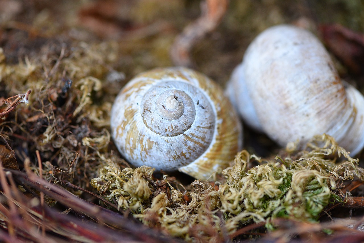 shell empty snail shell leave free photo