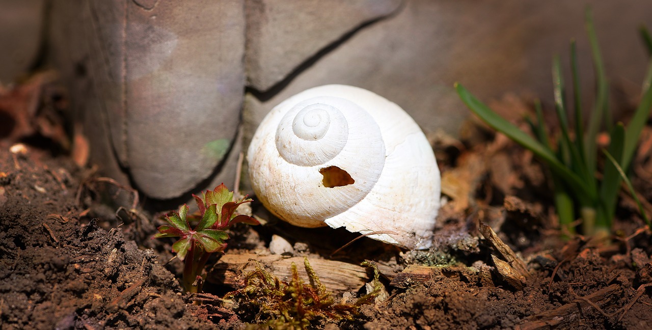 shell snail house damaged free photo