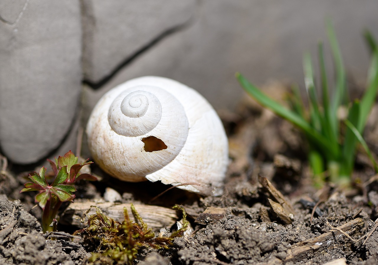 shell snail house damaged free photo