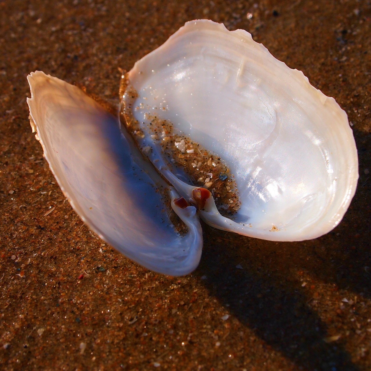 shell open beach free photo