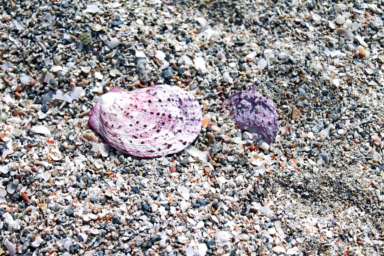 shell sand salento free photo