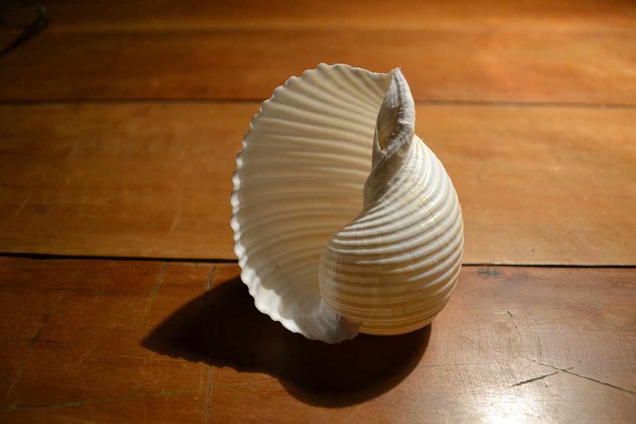 shell purity object free photo
