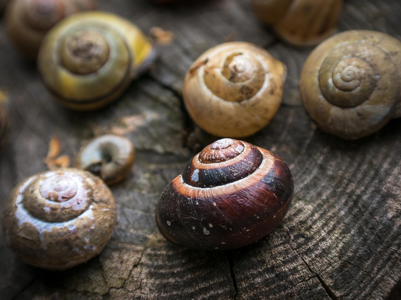 shell snail home free photo