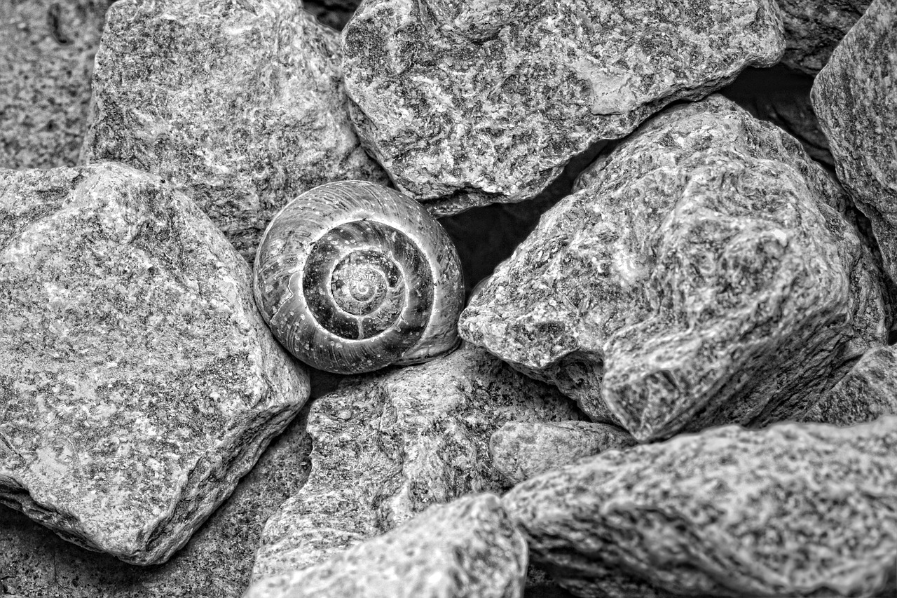 shell stones black and white free photo