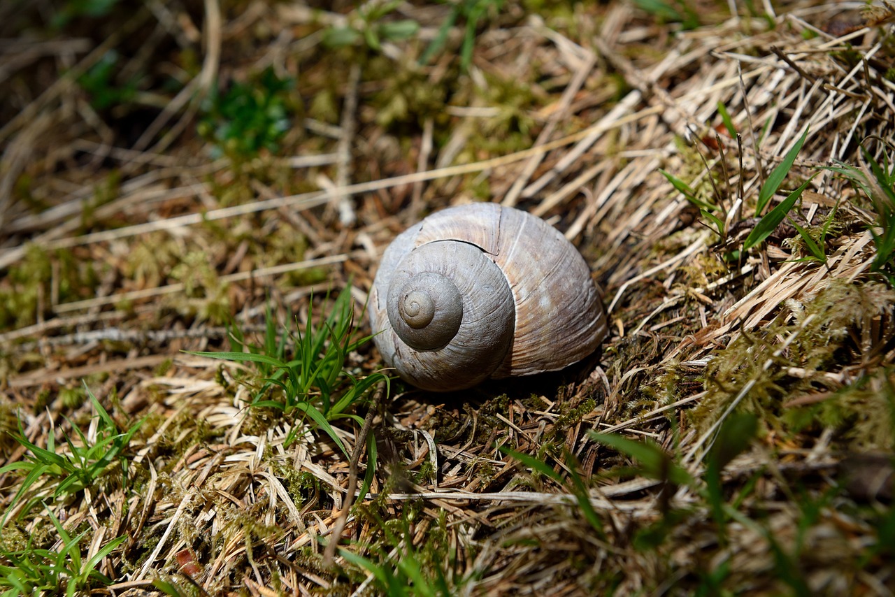 shell snail natural flooring free photo