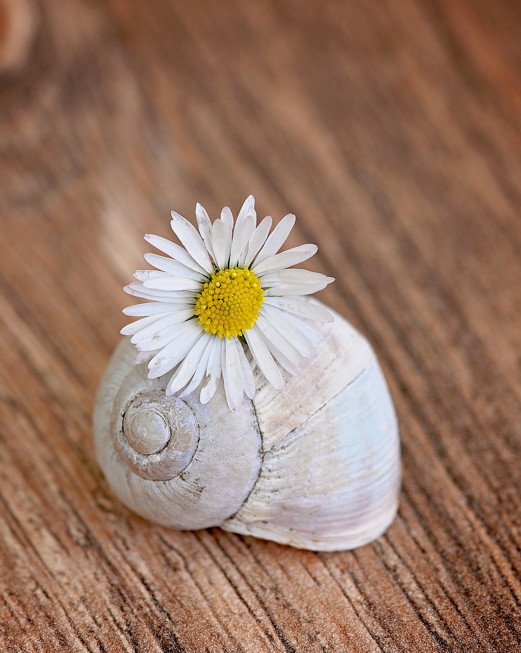shell empty snail shell daisy free photo