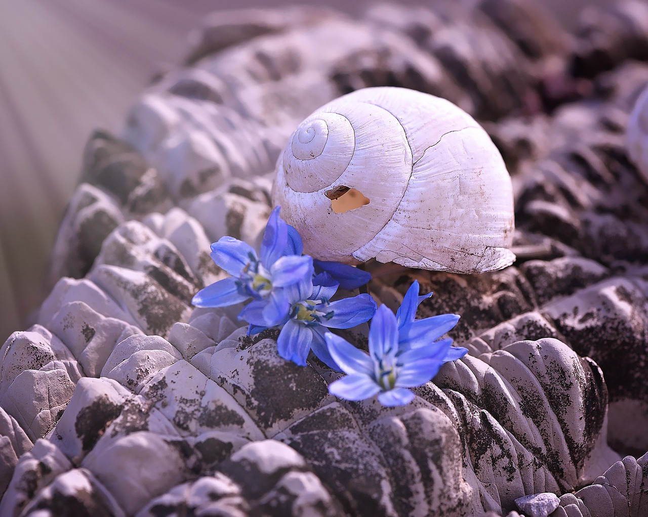 shell empty snail shell empty free photo