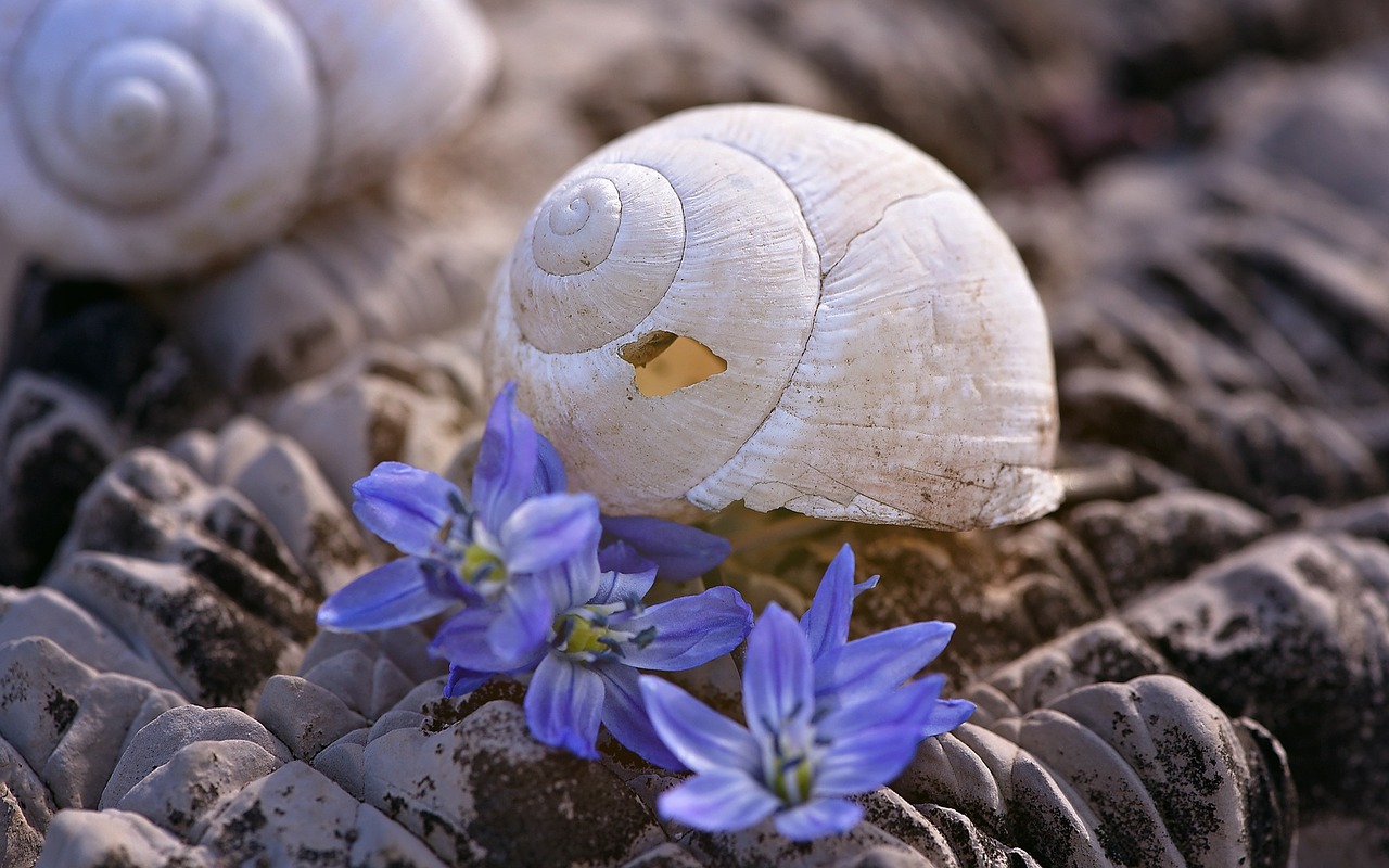 shell snail house empty free photo