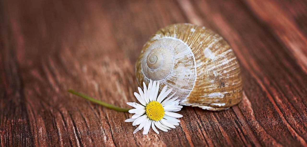 shell snail house empty free photo