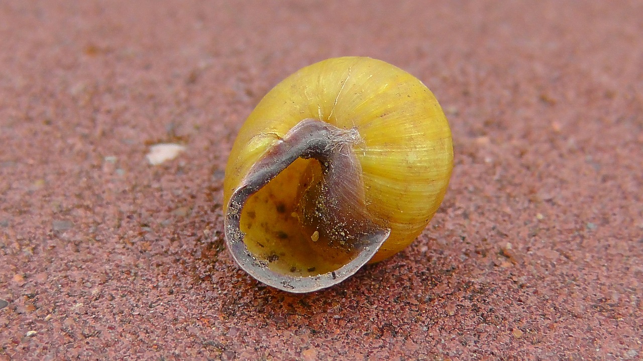 shell snail invertebrates free photo