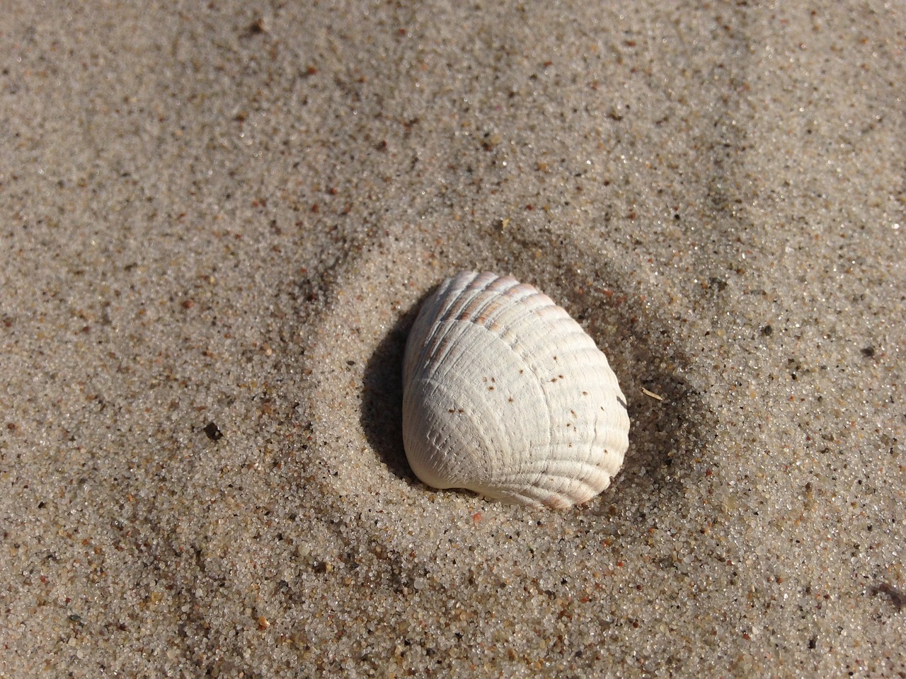 shell sand beach free photo