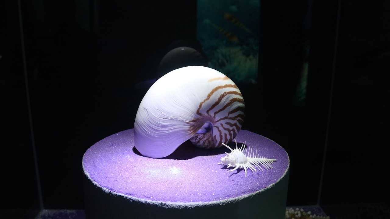 shell nautilus marine free photo