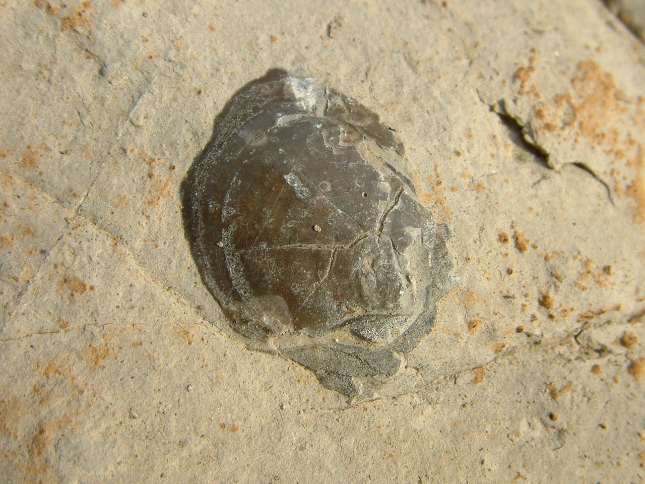 shell pattern fossil free photo