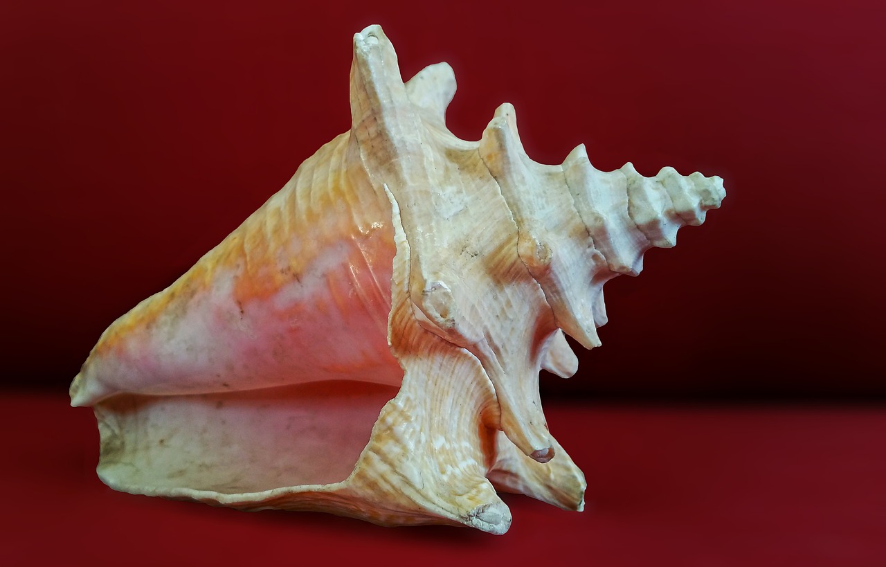 shell sea sea shell free photo