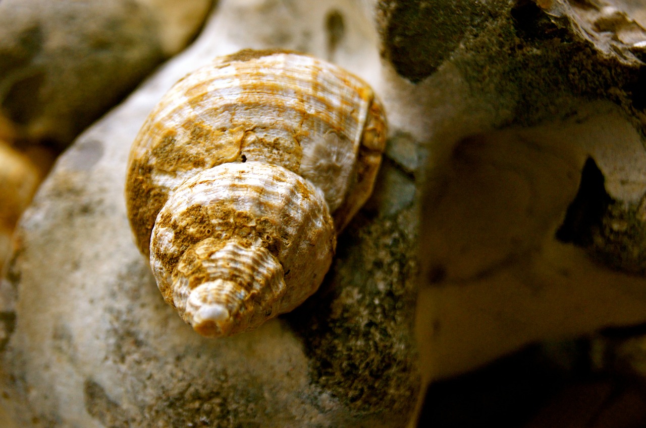 shell snail beach free photo