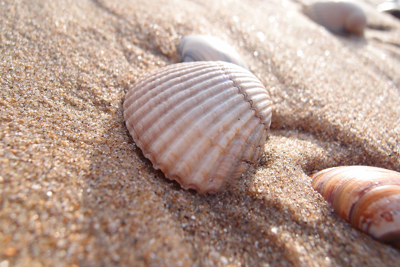 shell beach summer free photo