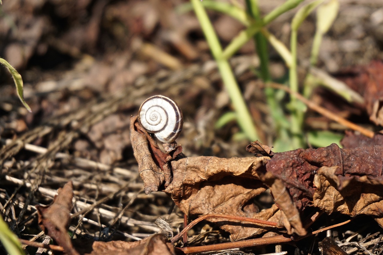 shell snail autumn free photo