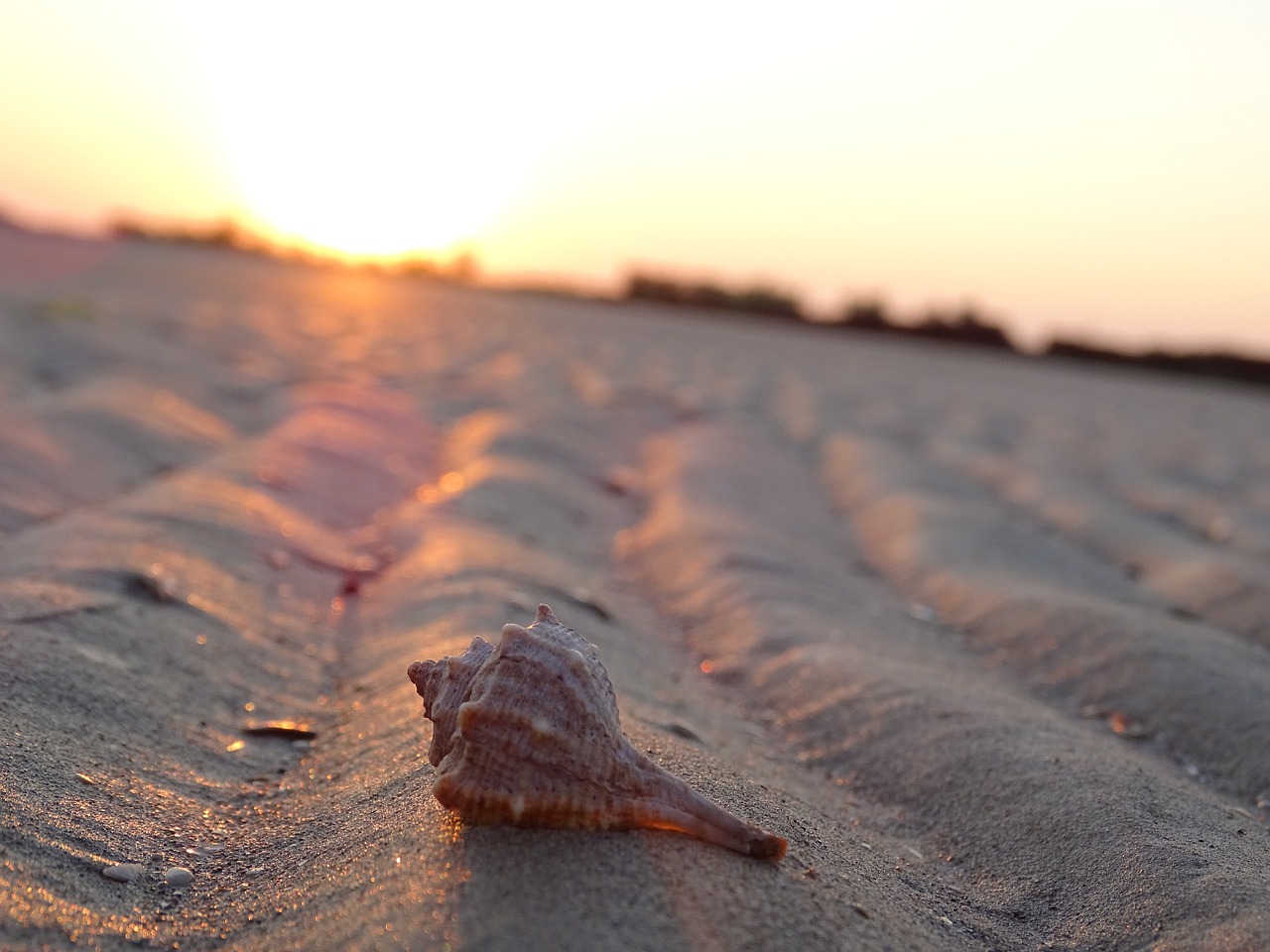 shell sand ebb free photo