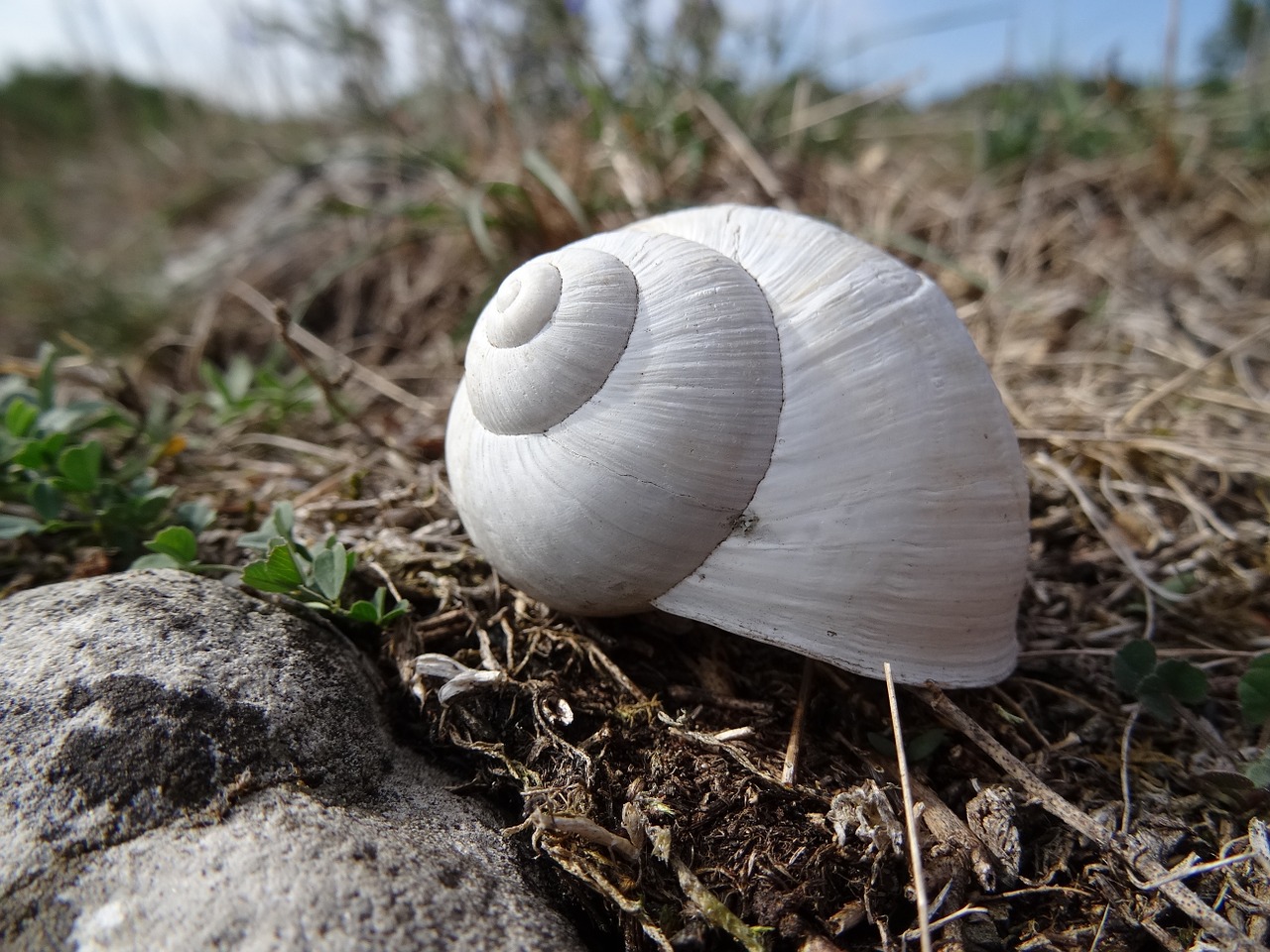 shell white snail stagnate free photo