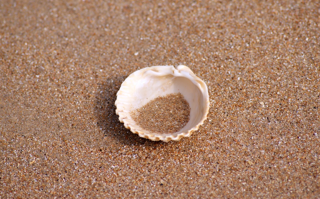 shell lonely sea free photo