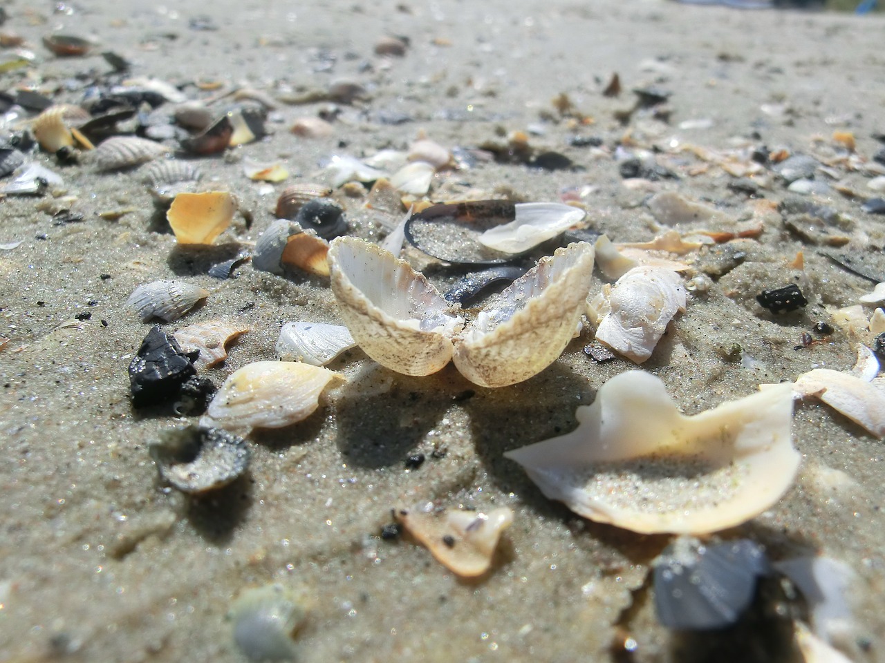 shell sea beach free photo