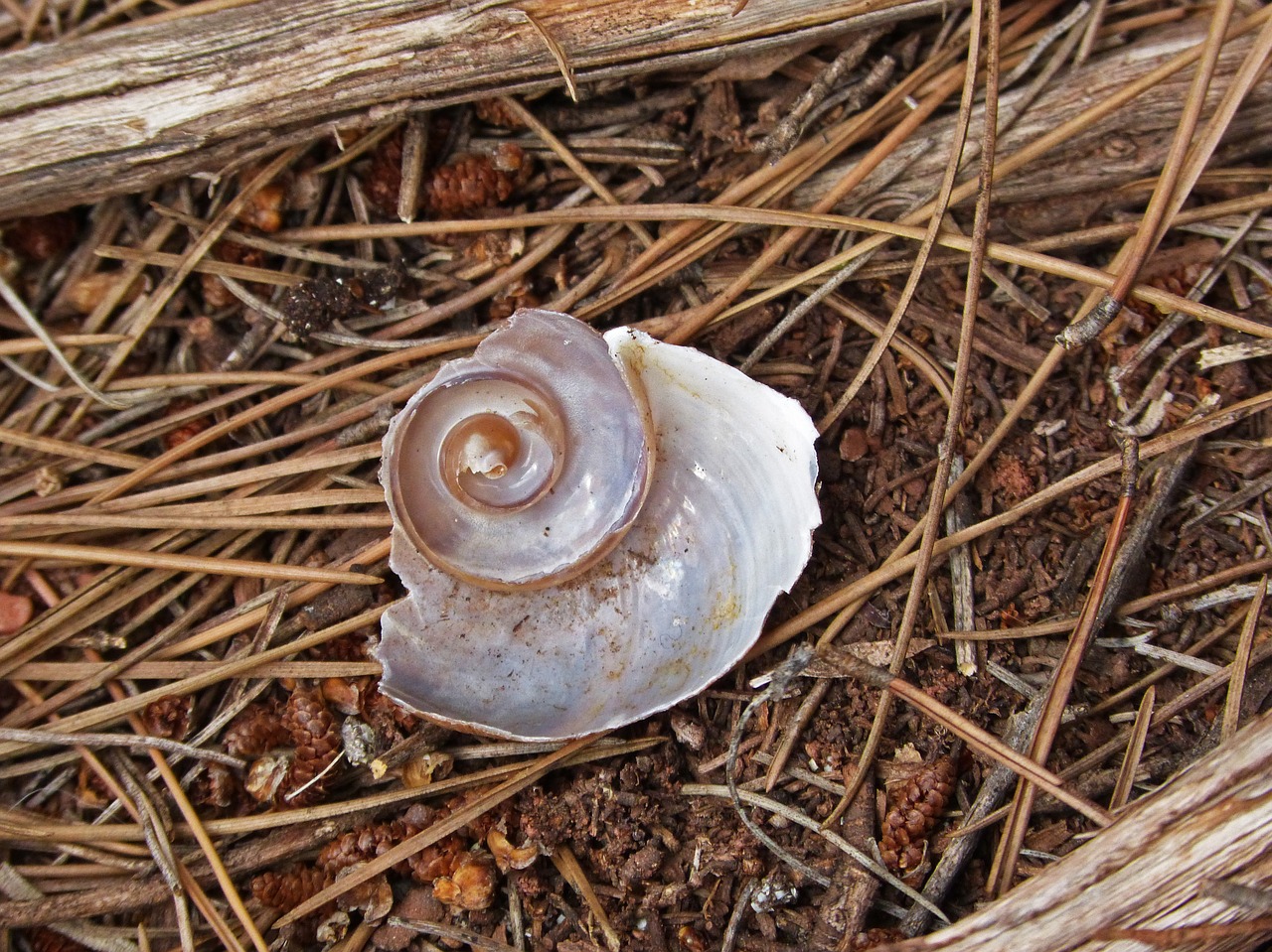 shell snail spiral free photo
