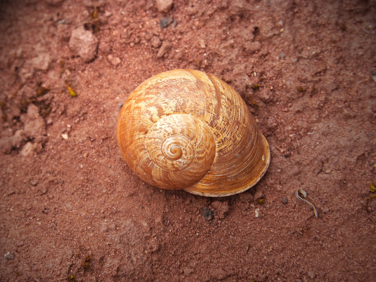 shell snail spiral free photo