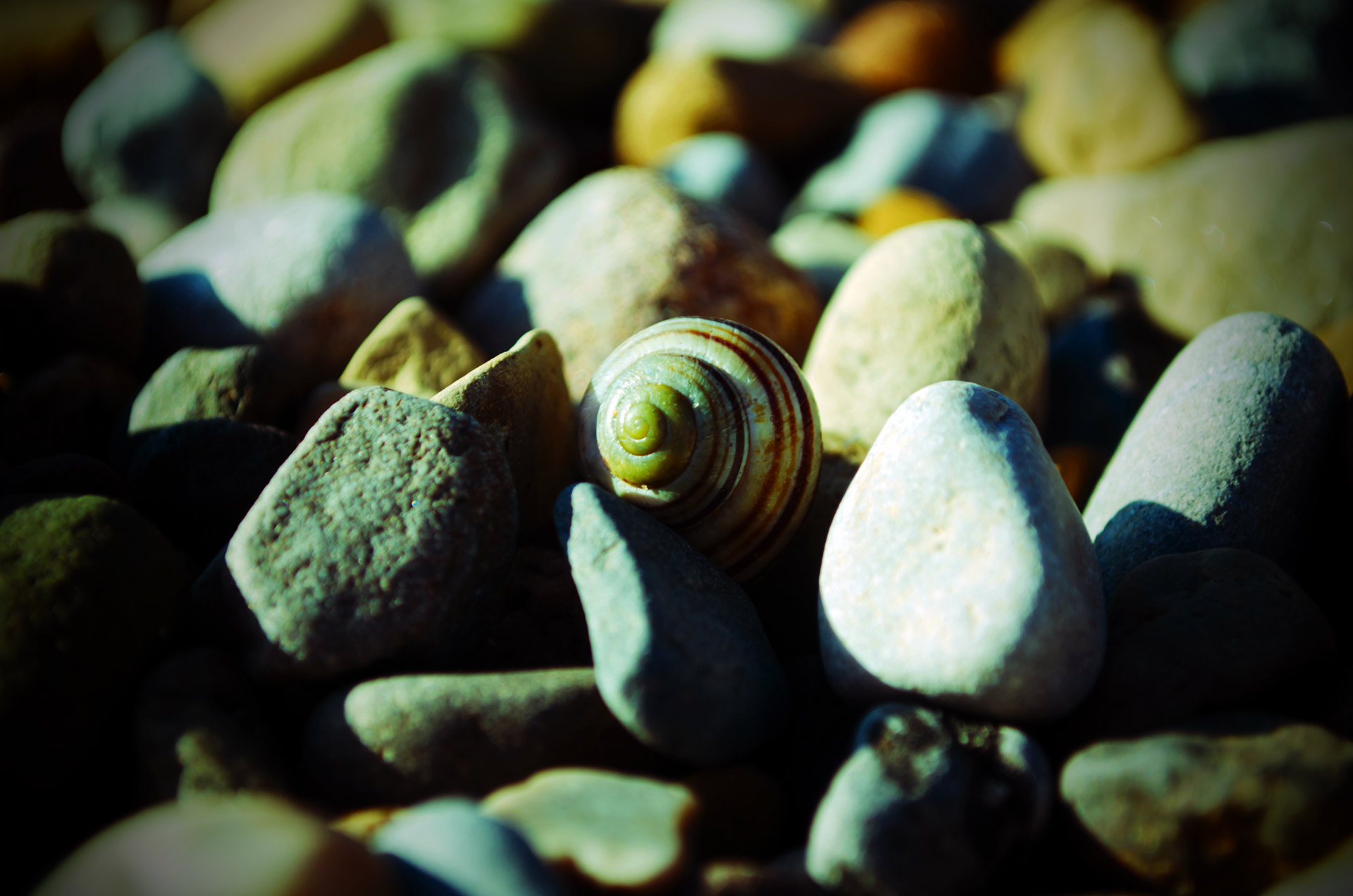 shell stones background free photo