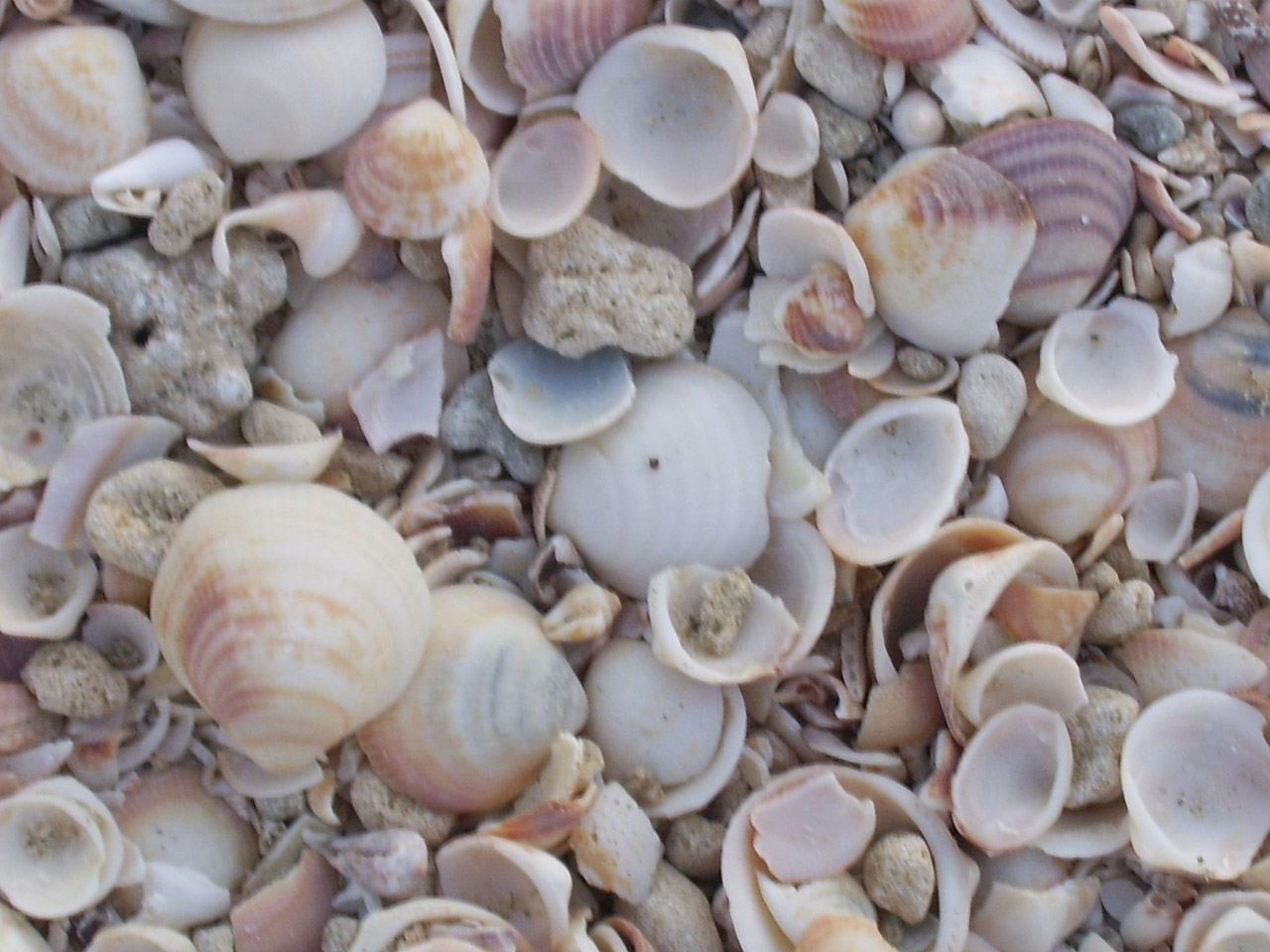 shell background shells free photo