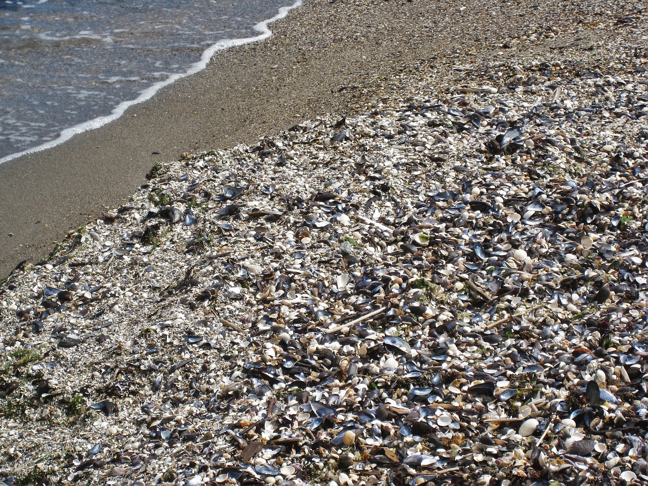 shell beach mussels baltic sea free photo