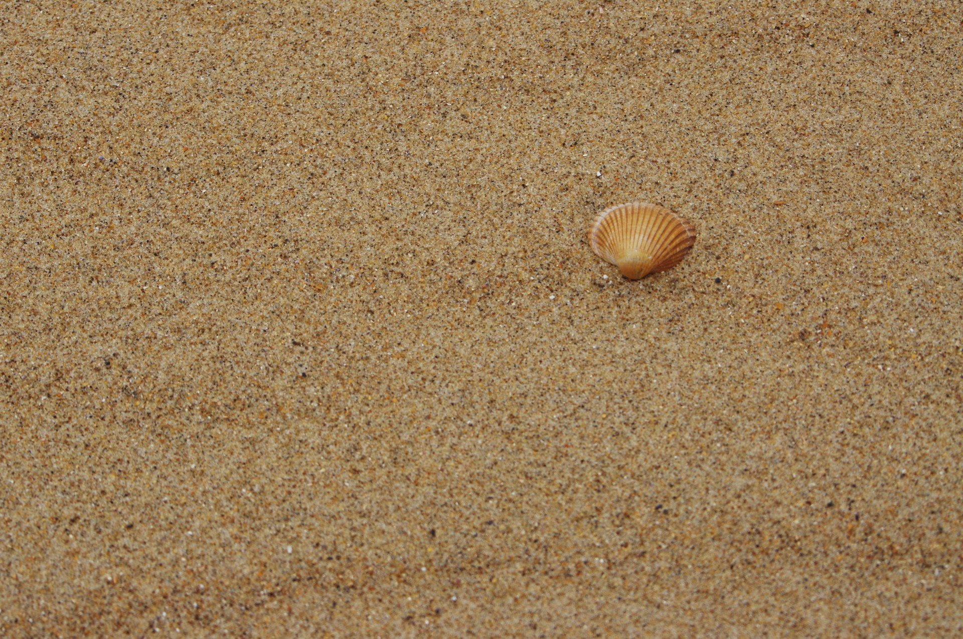 shell beach sand free photo